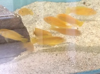 Malawi Mbuna juveniles for sale lots of choice