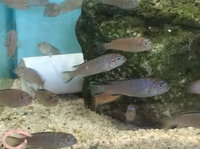 Malawi Mbuna juveniles for sale lots of choice