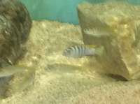 Malawi Mbuna juveniles for sale lots of choice