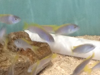 Malawi Mbuna juveniles for sale lots of choice