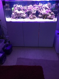 Stunning evolution aqua pro reef 1500 not redsea reefer marine aquarium rock