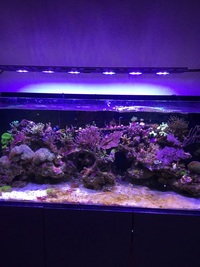 Stunning evolution aqua pro reef 1500 not redsea reefer marine aquarium rock