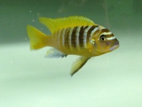 RIFT CICHLIDS FOR SALE