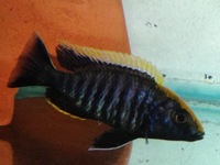 RIFT CICHLIDS FOR SALE