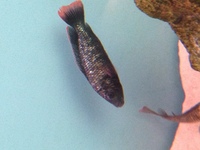 RIFT CICHLIDS FOR SALE