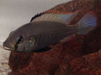 RIFT CICHLIDS FOR SALE
