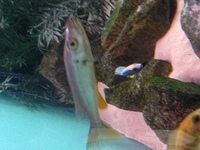RIFT CICHLIDS FOR SALE