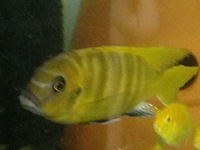 RIFT CICHLIDS FOR SALE