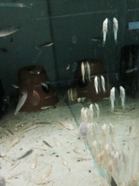 RIFT CICHLIDS FOR SALE