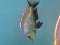 RIFT CICHLIDS FOR SALE