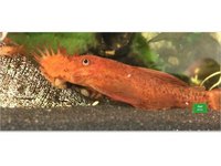 Mature Super Red Bristlenose Male READY NOW , East Yorkshire
