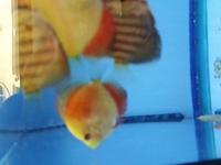 2.5-3 nches young discus for sale in birmingham @ B46 Discus.