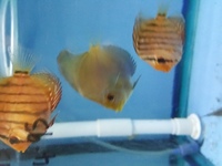 2.5-3 nches young discus for sale in birmingham @ B46 Discus.