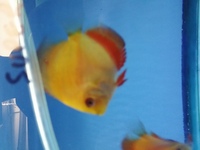 2.5-3 nches young discus for sale in birmingham @ B46 Discus.