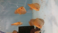 2.5-3 nches young discus for sale in birmingham @ B46 Discus.