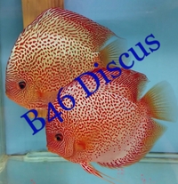 B46 Discus. Suppliers of high quality Discus fish to the public in Birmingham.
