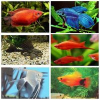 MIXED TROPICAL FISH BUNDLE TO SELL X 10 FISH ONLY £25.00