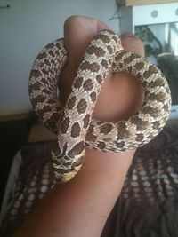WESTERN HOGNOSE REDUCED FULL SET UP BARGAIN