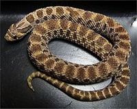 WESTERN HOGNOSE REDUCED FULL SET UP BARGAIN