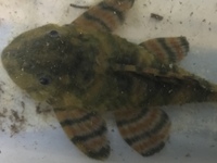 Breeding group of L397 plecs PORTSMOUTH