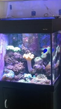 Live corals, Marine fish, Inverts, in Complete marine tank 190lt