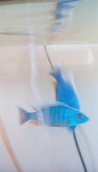 Sciaenochromis Fryeri adult males and adult Bristlenose plecs Price reduced