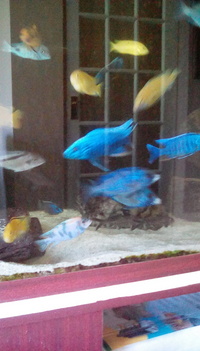 Sciaenochromis Fryeri adult males and adult Bristlenose plecs Price reduced