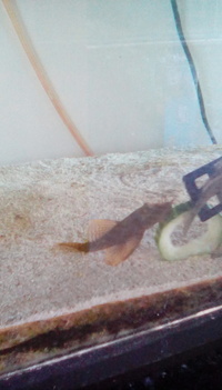 Sciaenochromis Fryeri adult males and adult Bristlenose plecs Price reduced