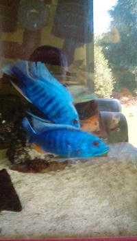 Sciaenochromis Fryeri adult males and adult Bristlenose plecs Price reduced