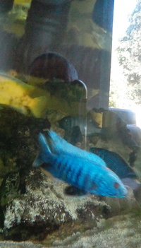 Sciaenochromis Fryeri adult males and adult Bristlenose plecs Price reduced