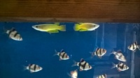 golden wonder fish