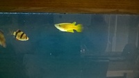 golden wonder fish