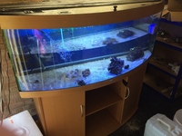 Juwel vision 450 fish tank beech