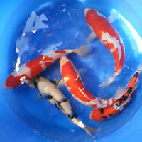 large koi for sale