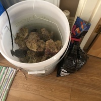 LIVE ROCK GIVEAWAY
