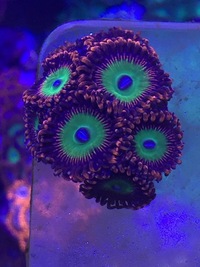 Various Zoa Frags for sale BRIGHTON