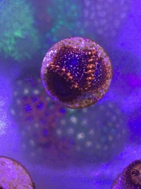Various Zoa Frags for sale BRIGHTON