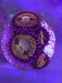 Various Zoa Frags for sale BRIGHTON