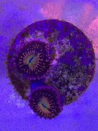 Various Zoa Frags for sale BRIGHTON