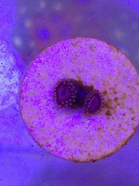 Various Zoa Frags for sale BRIGHTON