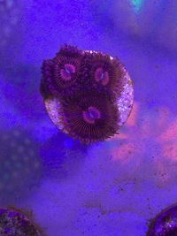 Various Zoa Frags for sale BRIGHTON