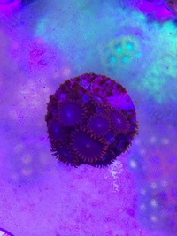 Various Zoa Frags for sale BRIGHTON