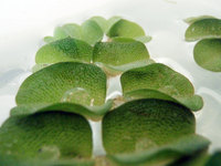 Salvinia Floating Plants - FREE P&P