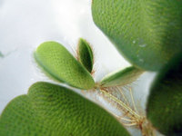 Salvinia Floating Plants - FREE P&P