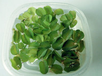 Salvinia Floating Plants - FREE P&P