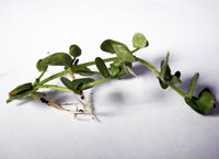 Hemianthus micranthemoides 20 x Rooted Stems - FREE P&P