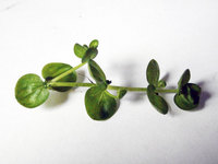 Hemianthus micranthemoides 20 x Rooted Stems - FREE P&P