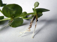 Hemianthus micranthemoides 20 x Rooted Stems - FREE P&P