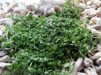 Hemianthus callitrichoides Cuba - FREE P&P