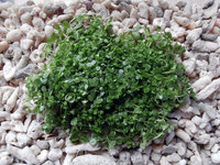 Hemianthus callitrichoides Cuba - FREE P&P